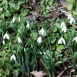 Bradda Head - Port Erin