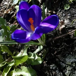 Bradda Head - Port Saint Mary