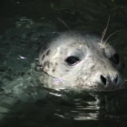 Calf of Man Boat Trips - Port Saint Mary