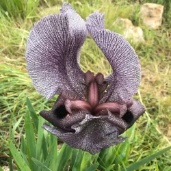 Mount Gilboa - Afula