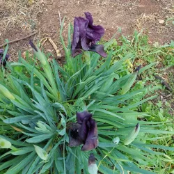 Mount Gilboa - Afula