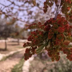 Ariel Archaeological Site - Ariel