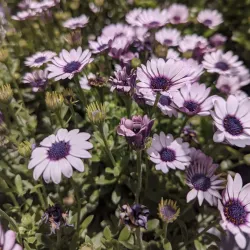 Ariel Archaeological Site - Ariel