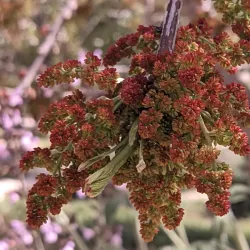 Ariel Archaeological Site - Ariel