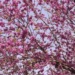 Ariel Archaeological Site - Ariel