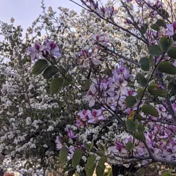 Ariel Archaeological Site - Ariel