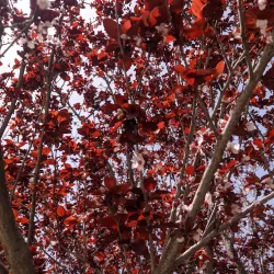 Ariel Archaeological Site - Ariel