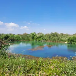 Ein Afek Nature Reserve - Bat Hefer (Bat Heffer)