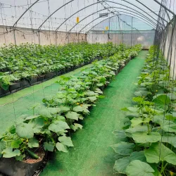 Local Agricultural Farms - Bat Hefer (Bat Heffer)