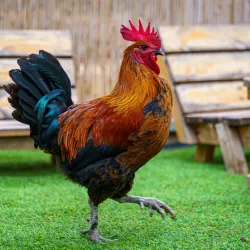 Local Agricultural Farms - Bat Hefer (Bat Heffer)