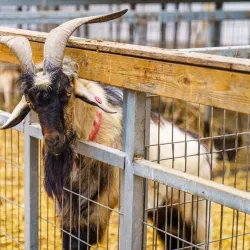 Local Agricultural Farms - Bat Hefer (Bat Heffer)