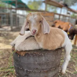 Local Agricultural Farms - Bat Hefer (Bat Heffer)