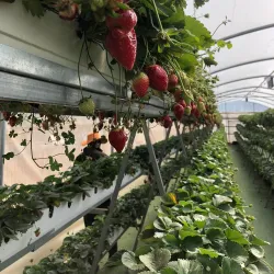 Local Agricultural Farms - Bat Hefer (Bat Heffer)