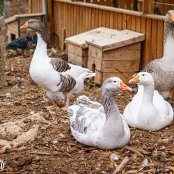 Local Agricultural Farms - Bat Hefer (Bat Heffer)