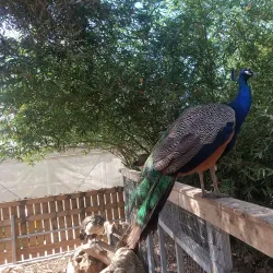 Local Agricultural Farms - Bat Hefer (Bat Heffer)