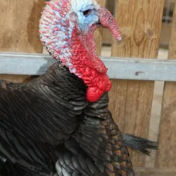 Local Agricultural Farms - Bat Hefer (Bat Heffer)