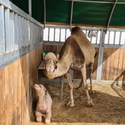 Local Agricultural Farms - Bat Hefer (Bat Heffer)