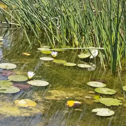 Park Afek (Afeq National Park) - Bat Hefer (Bat Heffer)