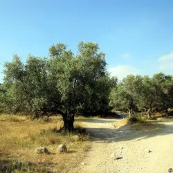 Tel Hadid - Bat Hefer (Bat Heffer)