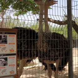 Negev Zoo - Beersheba