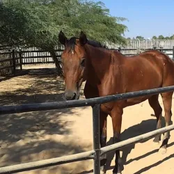 Negev Zoo - Beersheba
