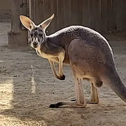 Negev Zoo - Beersheba