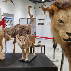 Beit Shemesh Museum - Beit Shemesh