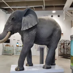 Beit Shemesh Museum - Beit Shemesh