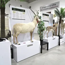 Beit Shemesh Museum - Beit Shemesh