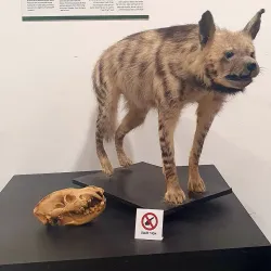 Beit Shemesh Museum - Beit Shemesh