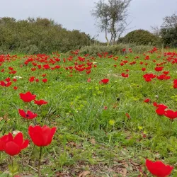 Hurvat Midras Ruins - Beit Shemesh