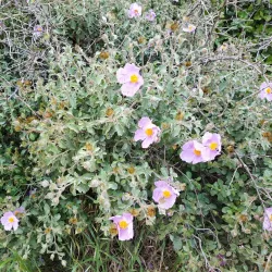 Nahal Sorek Nature Reserve - Beit Shemesh