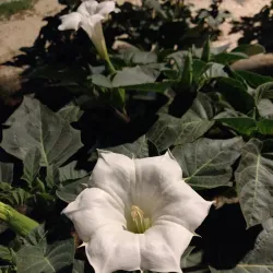 Park Ha'ir - Beit Shemesh