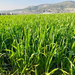 Tel Beit Shemesh - Beit Shemesh