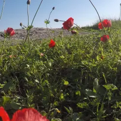 Tel Beit Shemesh - Beit Shemesh