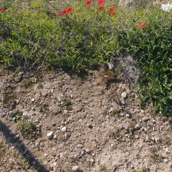 Tel Beit Shemesh - Beit Shemesh