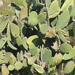 Tel Beit Shemesh - Beit Shemesh