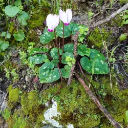 Nearby Nature Trails - Beitar Illit