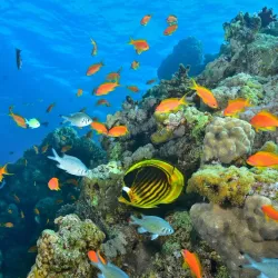 Coral Beach Nature Reserve - Eilat