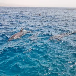 Dolphin Reef - Eilat