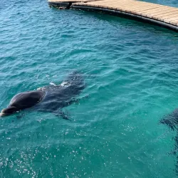 Dolphin Reef - Eilat