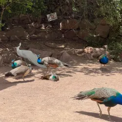 Dolphin Reef - Eilat