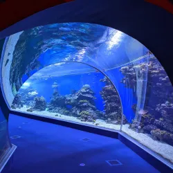 Underwater Observatory Marine Park - Eilat
