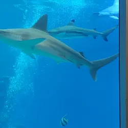 Underwater Observatory Marine Park - Eilat