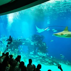 Underwater Observatory Marine Park - Eilat
