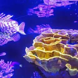 Underwater Observatory Marine Park - Eilat