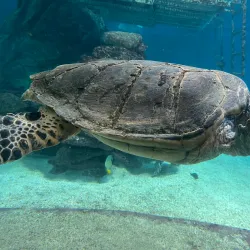 Underwater Observatory Marine Park - Eilat