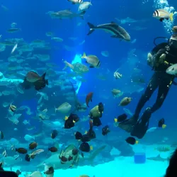 Underwater Observatory Marine Park - Eilat