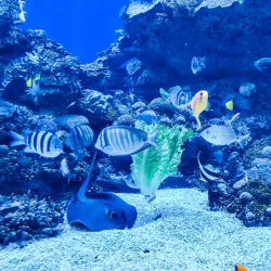 Underwater Observatory Marine Park - Eilat