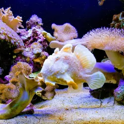 Underwater Observatory Marine Park - Eilat